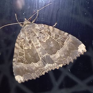 Old lady - Mormo maura