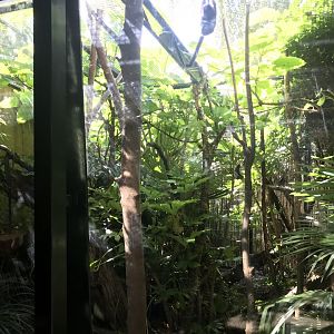 Goeldi’s monkey enclosure