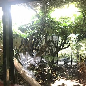 Douroucouli enclosure