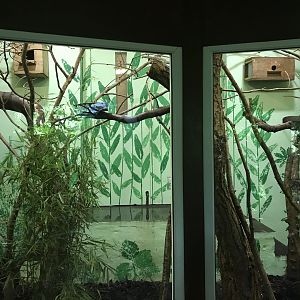 Pygmy marmoset indoors