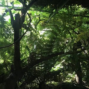 Pygmy marmoset enclosure