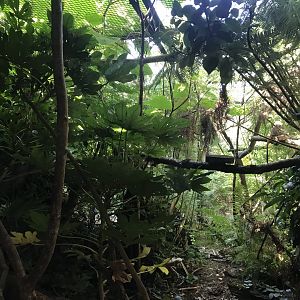 Cotton topped tamarin enclosure