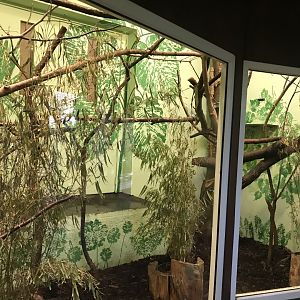 Cotton topped tamarin indoors