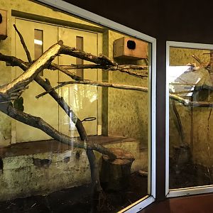 North Luzon giant cloud rat indoors