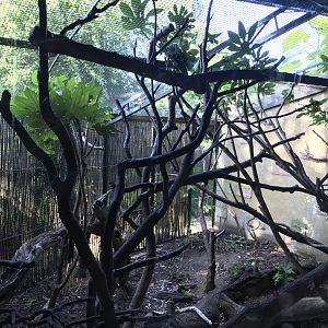 North Luzon giant cloud rat enclosure