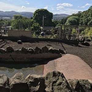 Indian rhino enclosure