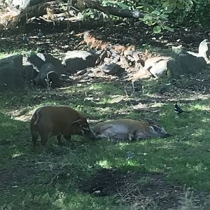 Red river hog trying to wake up the other one