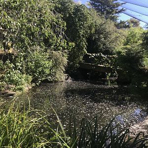 Eastern white pelican and black stork aviary