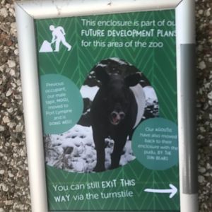 Malayan tapir update