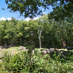 Aug. 2022 - Africa - Forest Edge - Reticulated Giraffe, Grant's Zebra, Ostrich Exhibit