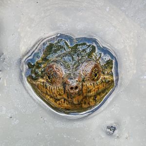 Aug. 2022 - Africa - Forest Edge - Snapping Turtle