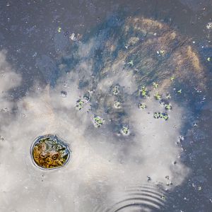 Aug. 2022 - Africa - Forest Edge - Snapping Turtle