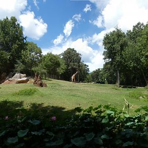 Aug. 2022 - Africa - Forest Edge - Reticulated Giraffe, Grant's Zebra, Ostrich Exhibit Panorama
