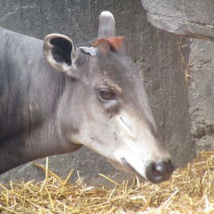 Yellow Backed Duiker