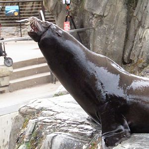 California Sea Lion