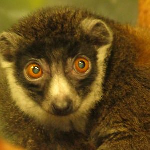 Mongoose Lemur