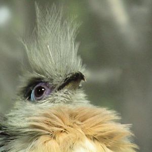 Crested Coua