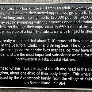 Detail of Bowhead Whale exhibit