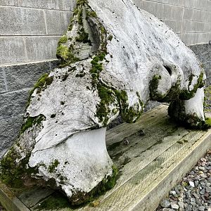 Exterior Bowhead Whale display