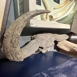 Steppe Bison horns and skull-cap