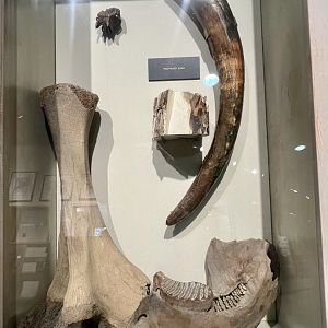 Mammoth fossils