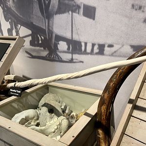 Skulls and tusks (including a Narwhal)