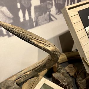 Natural History specimans