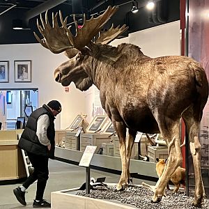 Bull Moose display