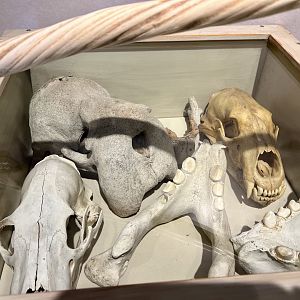 Skulls and a Narwhal tusk