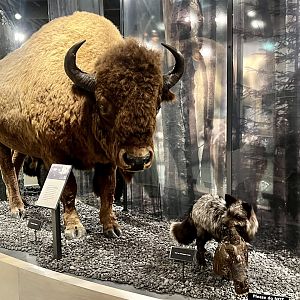 Bison and Red Fox display