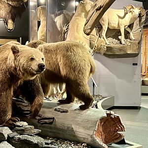 Wildlife Displays - Brown Bear in facing us is a Eurasian Brown Bear