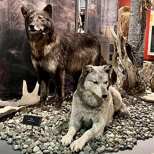Grey Wolf display