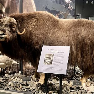 Muskox display