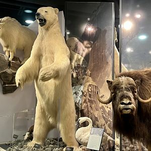 Polar Bear and Tundra Swan