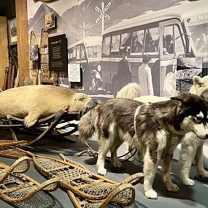 Husky dog sled team and Bearded Seal harvest display
