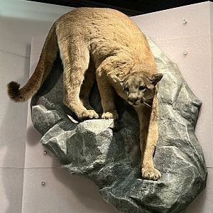 Mountain Lion display (very infrequent visitor to south-east Alaska)