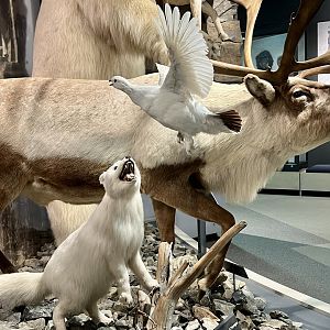 Arctic Fox and Ptarmigan