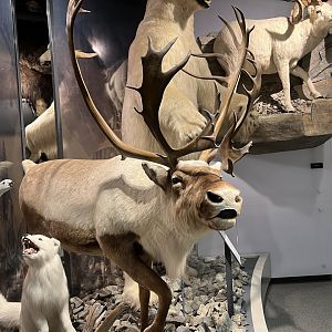 Caribou