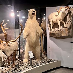 Polar Bear and Dall Sheep