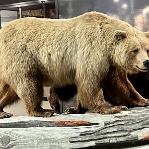 Brown Bear (North American Grizzly)