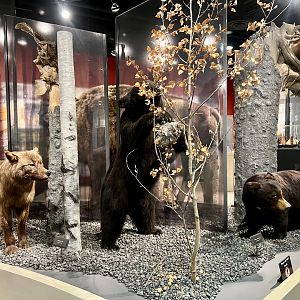 Black Bears and Wolf