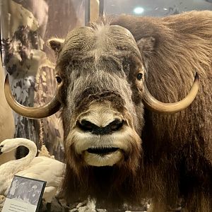 Muskox