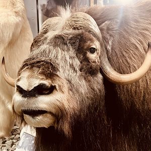 Muskox face