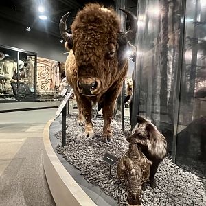 Bison and Red Fox - a different perspective