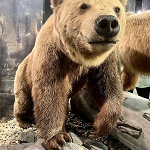 Eurasian Brown Bear from Russia