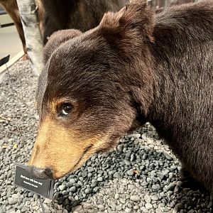 Very well done taxidermy on this American Black Bear
