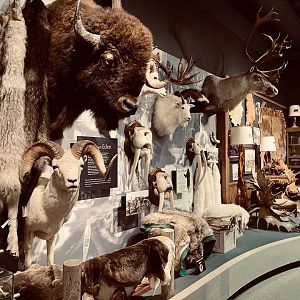 Las look at the Sportsman’s wall