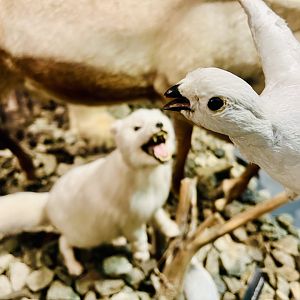 Arctic Fox and Ptarmigan