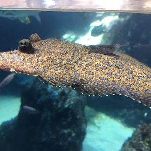 Peacock Flounder (Bothus mancus)