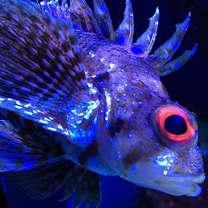 Green Lionfish (Dendrochirus barberi)